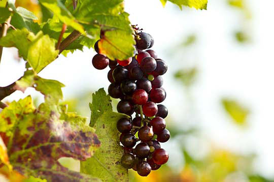 手机号轰炸业务网